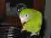 Parrotlet