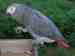 African Grey