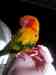 Conure