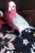 Galah Cockatoo