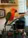 Conure