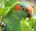 Lory / Lorikeet