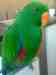 Eclectus