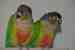 Conure