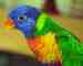 Lory / Lorikeet