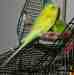 Parakeet