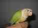 Conure