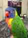 Lory / Lorikeet