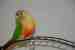 Conure