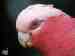 Galah Cockatoo