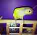 Conure