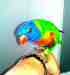 Lory / Lorikeet