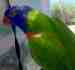 Lory / Lorikeet