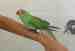 Indian Ringneck Parakeet