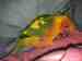 Conure