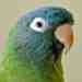 Conure