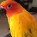 Conure