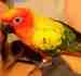 Conure