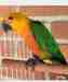 Conure