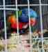 Lory / Lorikeet