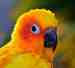 Conure