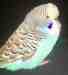 Budgerigar