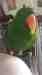 Eclectus