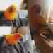 Conure