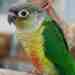 Conure