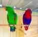 Eclectus