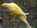 Indian Ringneck Parakeet