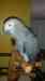 African Grey