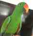 Eclectus