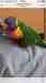 Lory / Lorikeet