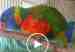 Lory / Lorikeet