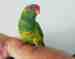 Lory / Lorikeet