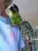 Conure