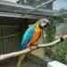 Macaw