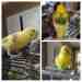 Budgerigar