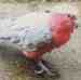 Galah Cockatoo