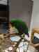 Eclectus