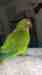 Conure