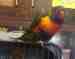 Lory / Lorikeet