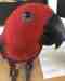 Eclectus