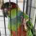 Conure