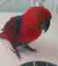 Eclectus