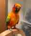 Conure