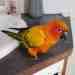 Conure