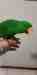 Eclectus