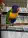 Lory / Lorikeet